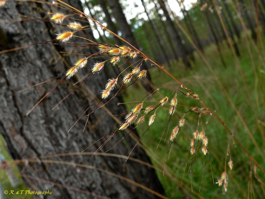 {Sorghastrum apalachicolense}